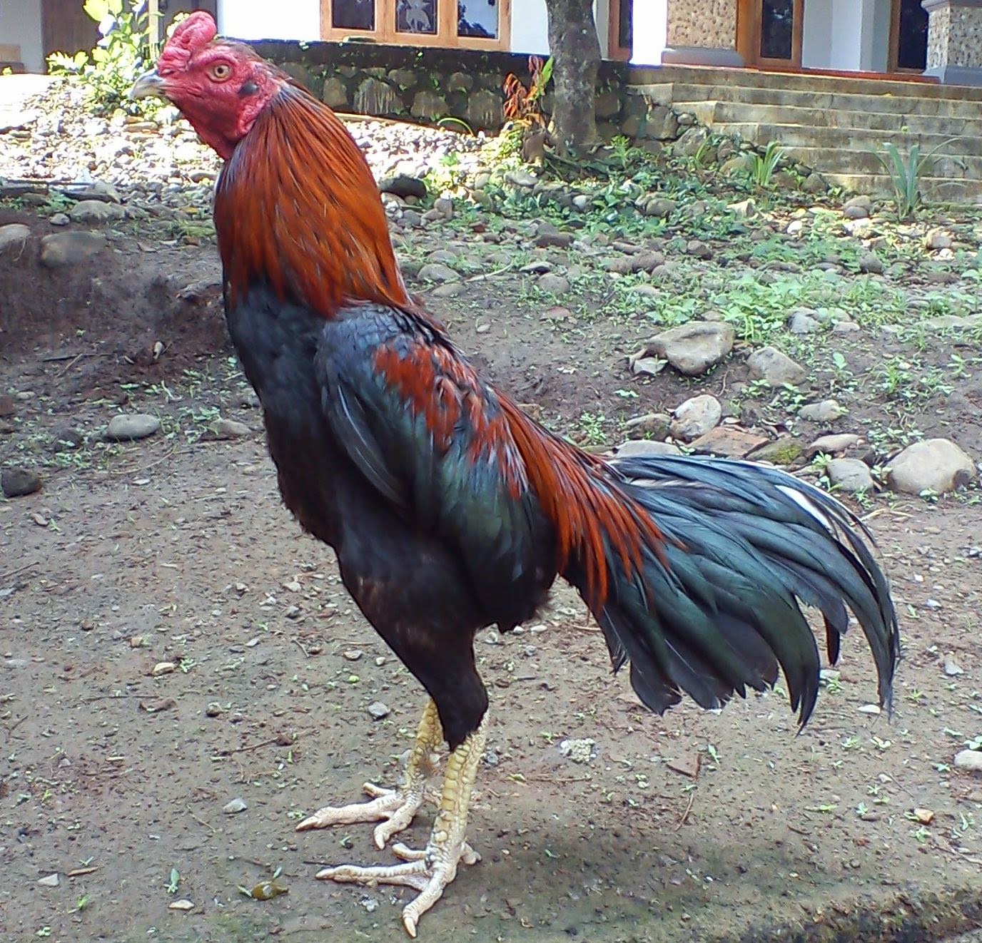  Gambar  Kumpulan Contoh Logo Usaha Restoran Khas Ayam  