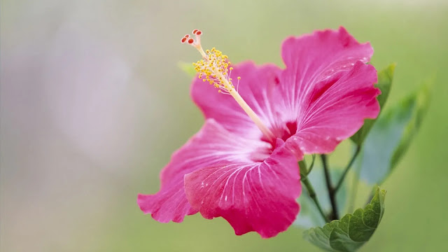 Hibiscus