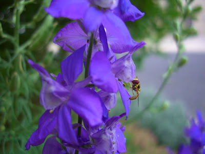 She's not doing any harm on this larkspurjust a little pollinating