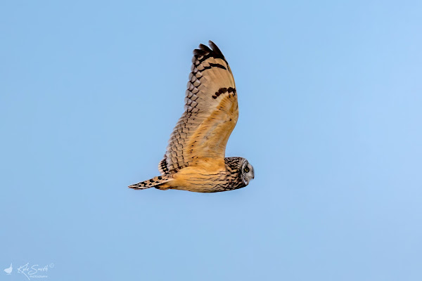 Short-eared owl