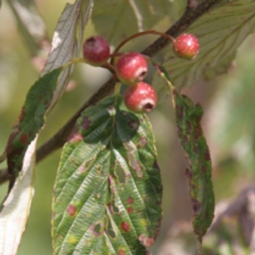 Рябина Амбрози / Рябина корончатая (Sorbus ambrozyana, =Sorbus coronata)