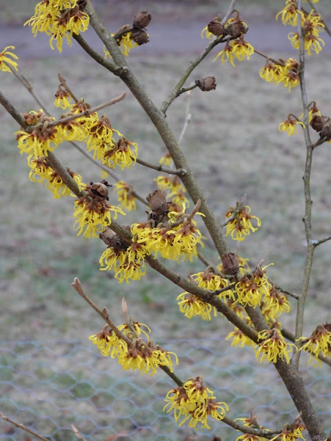 Härligt med den första vårblomningen fast det är mest vinter än.