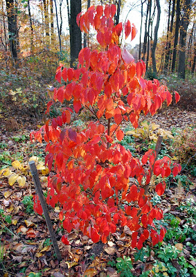 young dogwood tree in autumn 