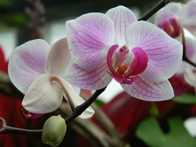 Phalaenopsis Moth Orchid hybrid at the Allan Gardens Conservatory by garden muses-not another Toronto gardening blog