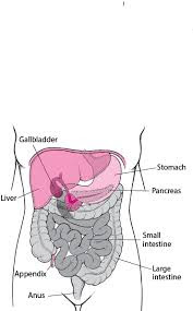 Large intestine structure | Large intestine diagram | Large intestine diagram labeled