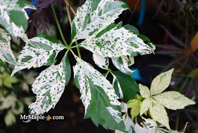 Parthenocissus quinquefolia 'Monham'