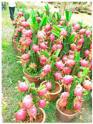 Tanaman Toga Buah Naga