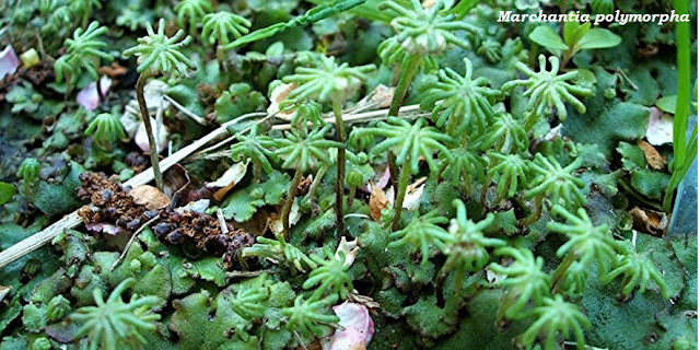 Marchantia polymorpha