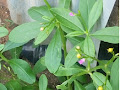 Come Weeds And Their Botanical Names With Pictures Pdf