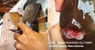 Oohh, Begini cara cepat mematikan ikan Lele yang benar
