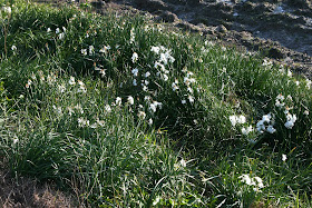 Flores en las cunetas