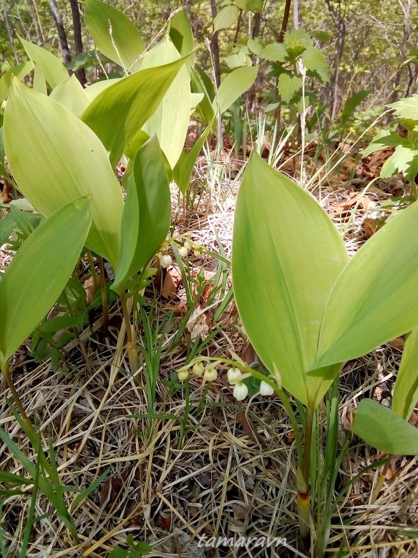 Ландыш Кейзке / Ландыш маньчжурский (Convallaria keiskei)