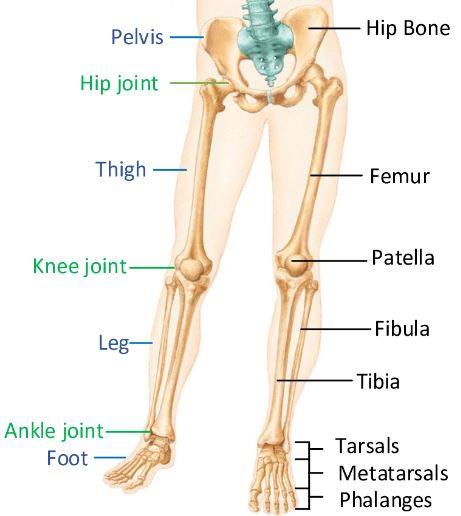 anatomi ekstremitas bawah