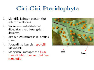 Ciri-Ciri Pteridophyta/Tumbuhan Paku 