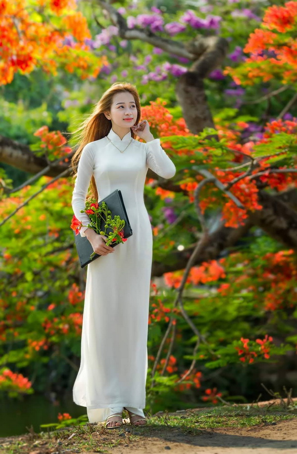 Thiếu nữ áo dài trắng, hoa phượng