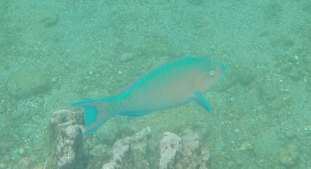 Snorkel en San Bartolomé, Galápagos