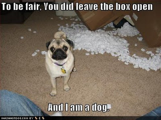 Dog Funny Picture