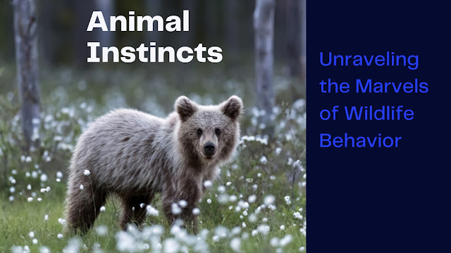 Animal Instincts Unraveling the Marvels of Wildlife Behavior