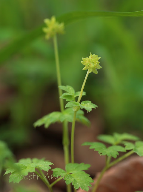 Adoxa moschatellina