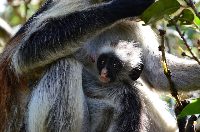 Zanzibar - Małpa Red Colobus / Red Colobus Monkey