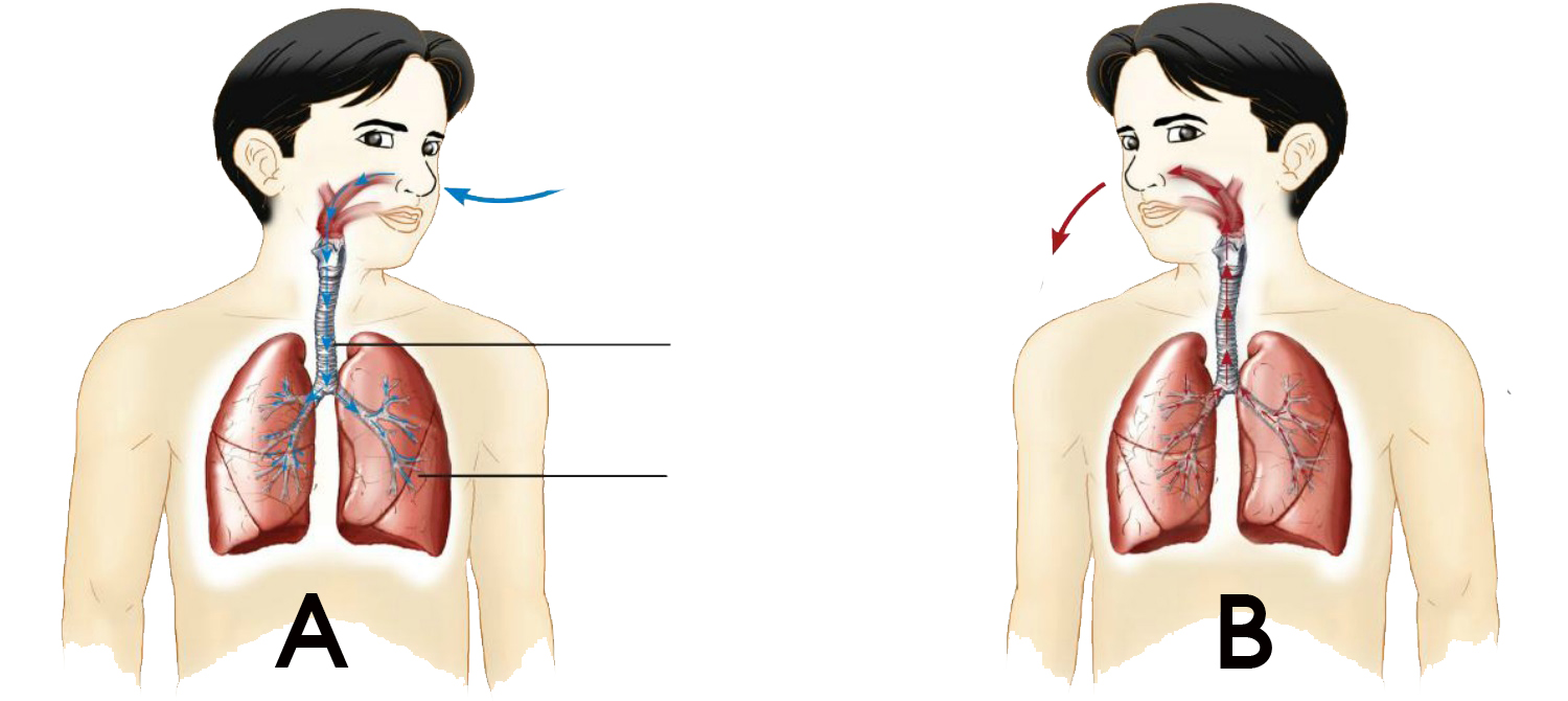 Koleksi Gambar Untuk Pembinaan Soalan Sains - Dihujung Pen