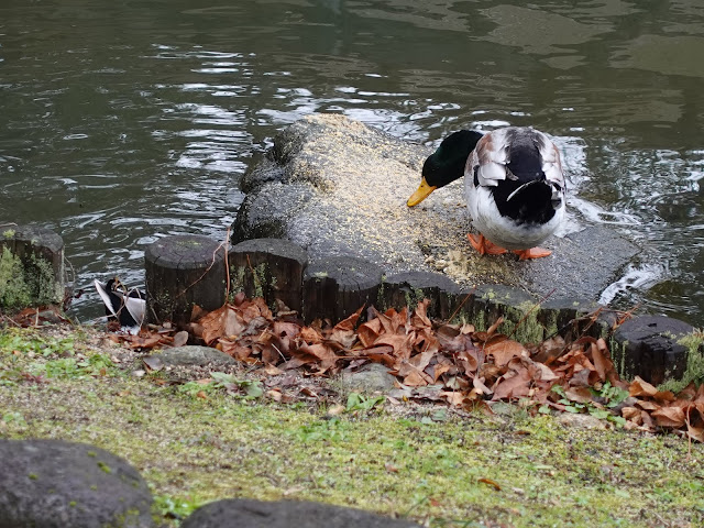 伯耆古代の丘公園の越冬中の鴨