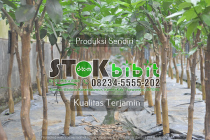 Leci                                      petik buah leci