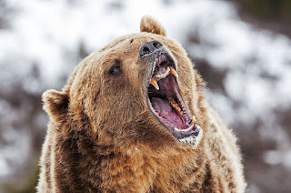 Grizzly bear vs Polar bear