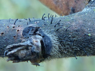 Phéocalice de Curtis - Phaeocalicium curtisii