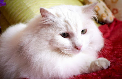foto kepala kucing Anggora asli putih