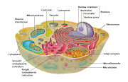 . most common vitamins and minerals, which without them the cell will dye.