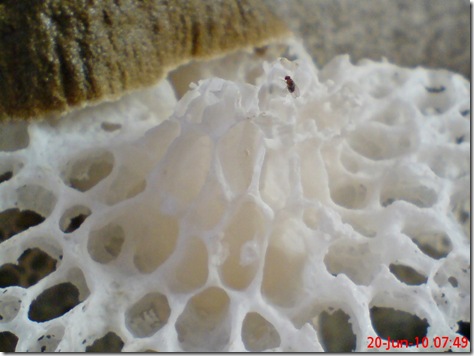 weird mushroom 13