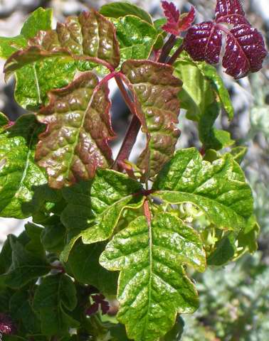 poison oak rash photos. poison oak rash pics. poison