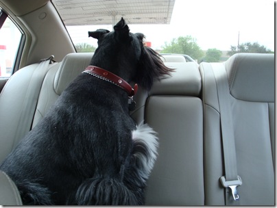 Lucy resting head in car