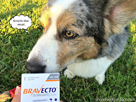 Corgi sniffing box of Bravecto