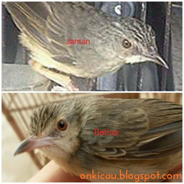 gambar burung ciblek gunung (cigun) jantan dan betina