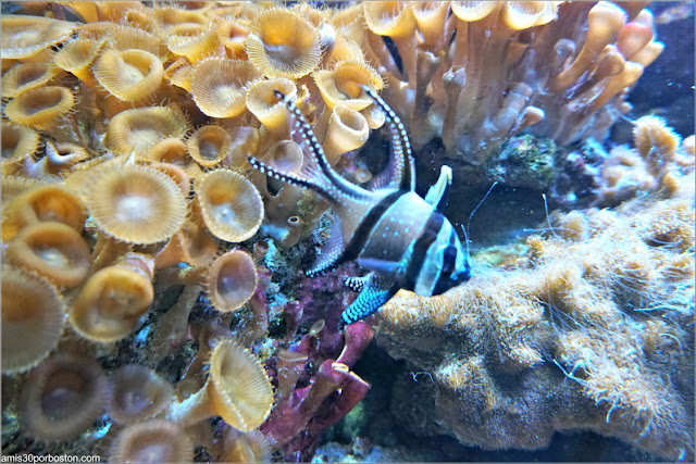 Living Corals: Cardenal Banggai