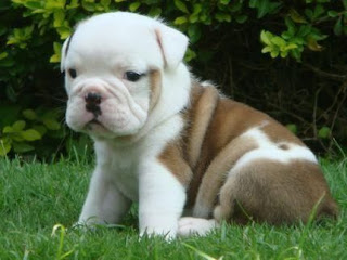 Bulldog Cachorros, parte 2