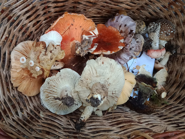 Basket of wild mushrooms, Indre et Loire, France. Photo by Loire Valley Time Travel.