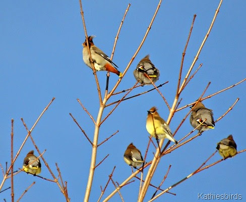 2. rusty undertail coverts-kab