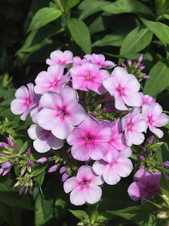 John Fanick Phlox Vivero Growers Nursery Austin