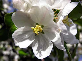 flor macieira
