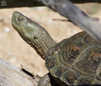 Galápago leproso (Mauremys leprosa)