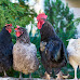 Cities That Allow Backyard Chickens in Nevada