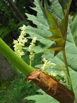 rhubarb CU