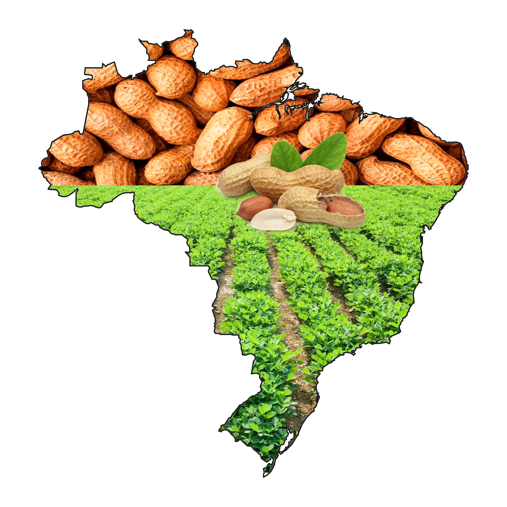 Os Maiores Produtores de Amendoim do Brasil