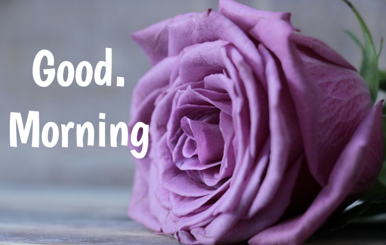 Good Morning Flower Images Free Download Best Friend Shayari In