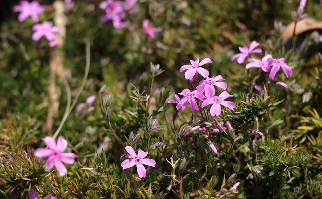 Phlox Subulata Flowers