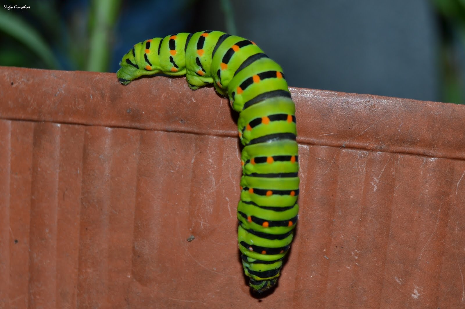 Lagarta verde - Papilio machaon