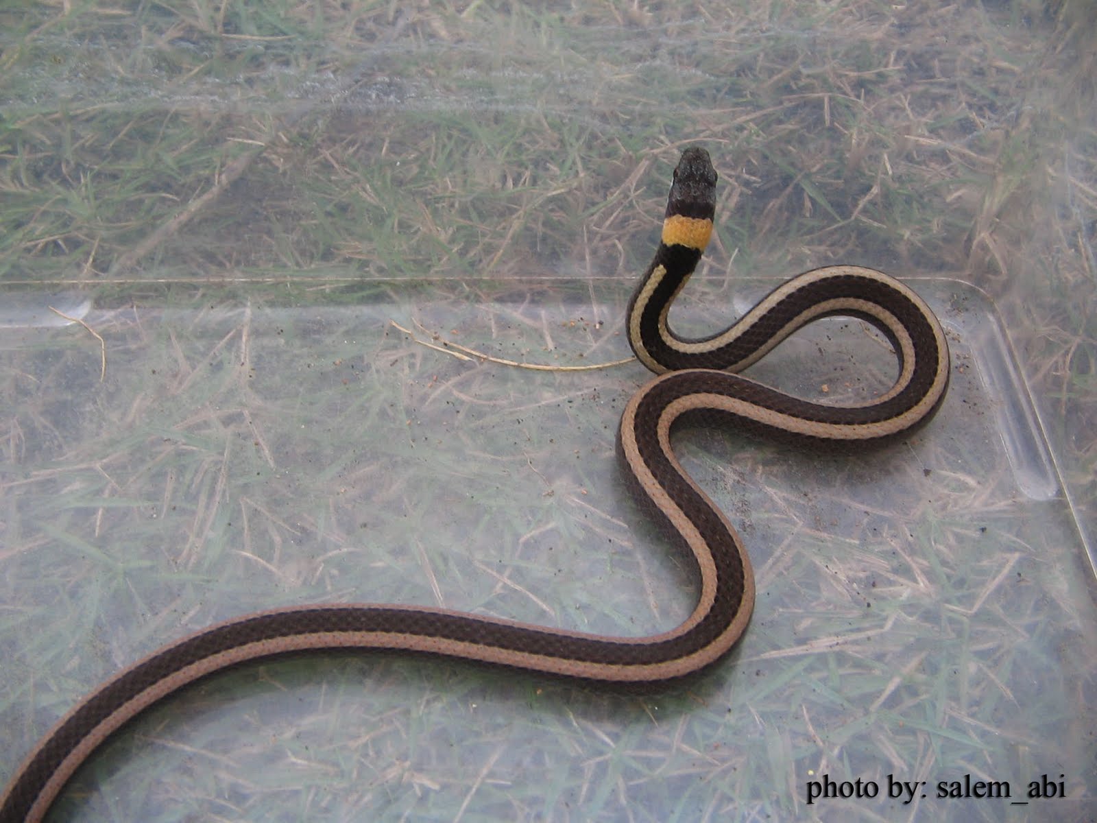 Blitar Reptile Club Mengenal jenis  jenis  ular yang 